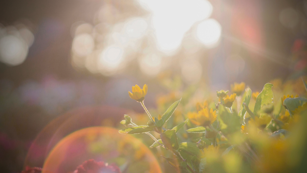 yellow flower and sun beams