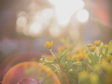 yellow flower and sun beams